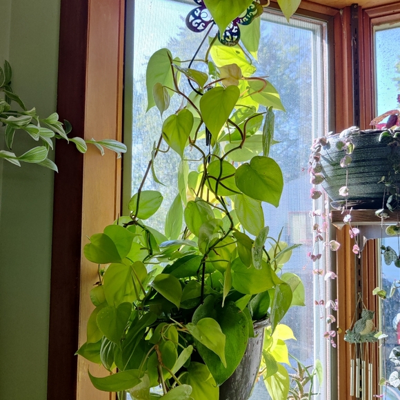 Propagation wall vase with mounting wall holder - Picture 7 of 9